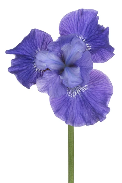 Iris blomma isolerade — Stockfoto