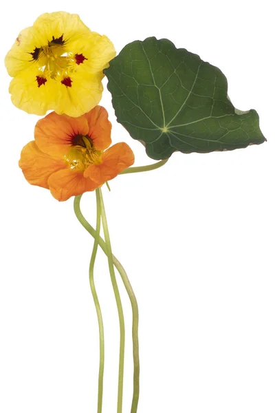 Fleur de nasturtium isolée — Photo