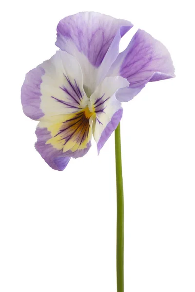 Viola virág izolált — Stock Fotó