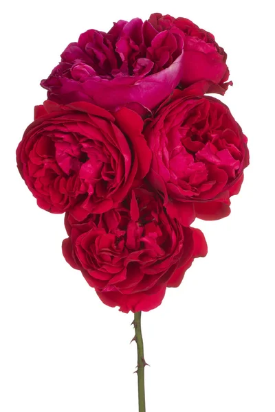 Flor de rosa isolada — Fotografia de Stock