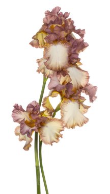 izole iris çiçeği