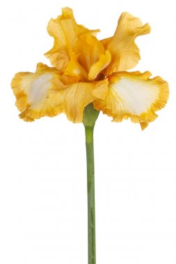 izole iris çiçeği