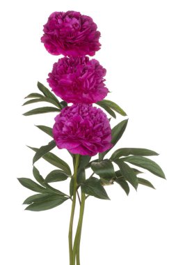 izole Şakayık çiçeği