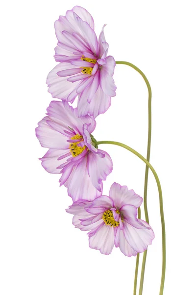 Cosmos Fiori isolato — Foto Stock