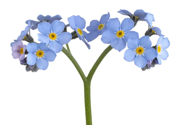 Forget me not flower — Stock Photo, Image