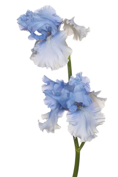 Iris Flor aislada — Foto de Stock