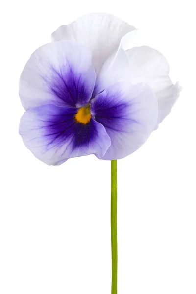 Viola flower isolated — Stock Photo, Image