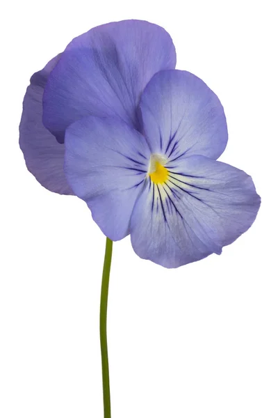 Viola bloem geïsoleerd — Stockfoto
