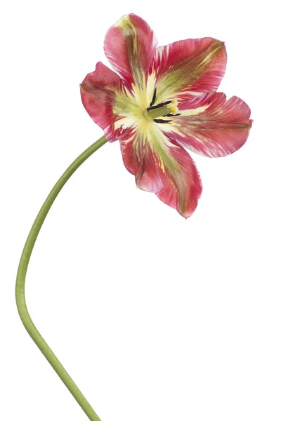 Tulipán květ, samostatný — Stock fotografie