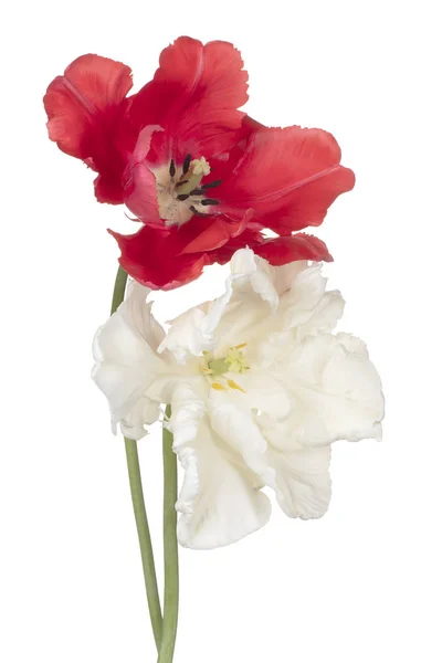 Flor de tulipa isolada — Fotografia de Stock