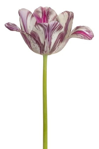 Flor de tulipán aislada — Foto de Stock