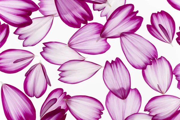 コスモスの花の花びら — ストック写真