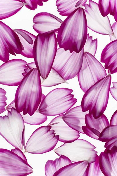 コスモスの花の花びら — ストック写真