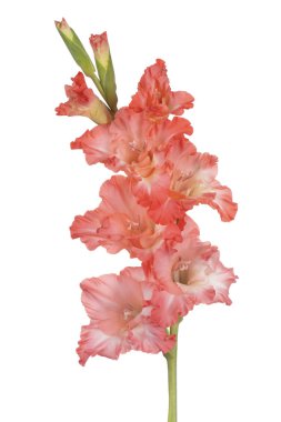 Glayöl çiçek izole