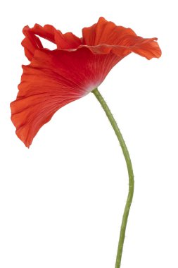 haşhaş çiçeği izole