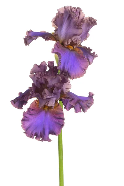 Ірис квітка ізольовані — стокове фото