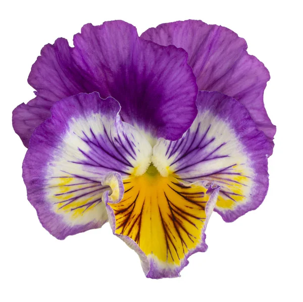 Viola fiore isolato — Foto Stock