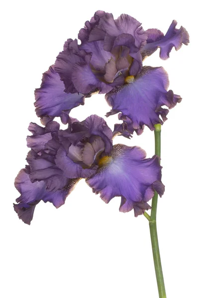 Iris fiore isolato — Foto Stock