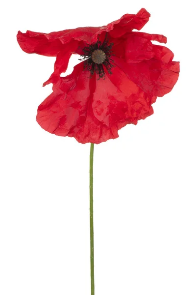 Poppy flower isolated — Stock Photo, Image