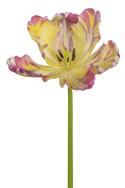 Tulip flower geïsoleerd — Stockfoto