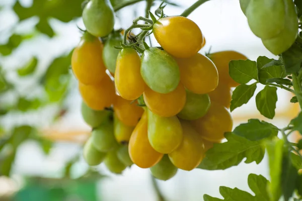 Plantas de tomate en invernadero — Foto de Stock