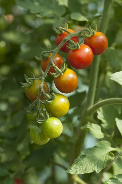 Tomatplantor i växthus — Stockfoto