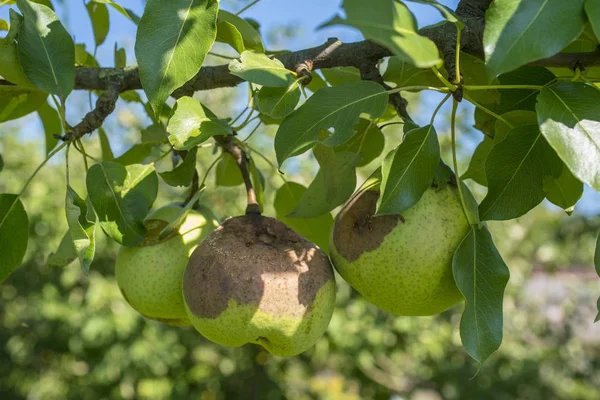 Gruszka brown rot — Zdjęcie stockowe