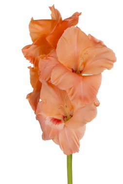 Glayöl çiçek izole