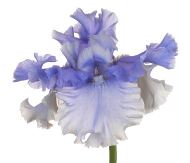 izole iris çiçeği