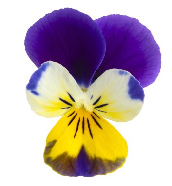 Viyola çiçek izole