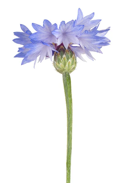 Cornflower isolated — Stock Photo, Image