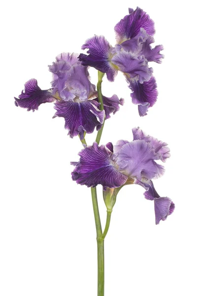 Iris blomma isolerade — Stockfoto