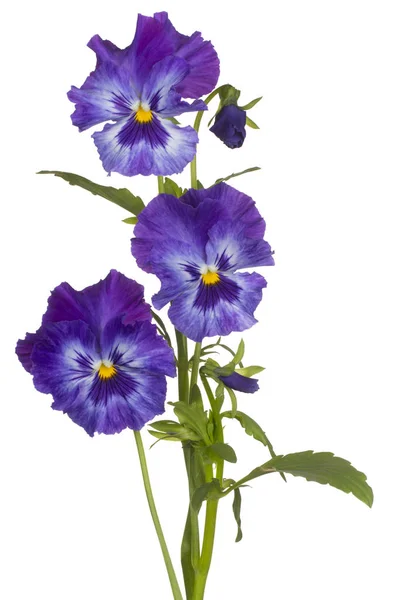 Pansy flower isolated — Stock Photo, Image