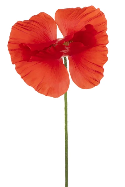 Poppy flower isolated — Stock Photo, Image