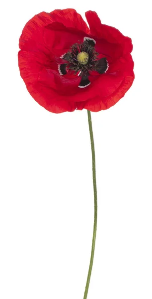 Poppy bloem geïsoleerd — Stockfoto