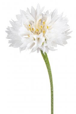 izole Peygamber Çiçeği