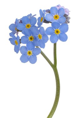 Unut beni değil çiçek