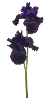 izole iris çiçeği