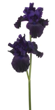 iris flower isolated clipart