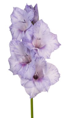 Glayöl çiçek izole