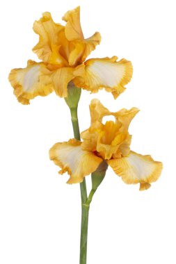 izole iris çiçeği