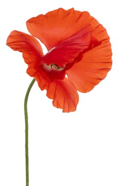 haşhaş çiçeği izole