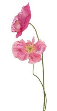 haşhaş çiçeği izole