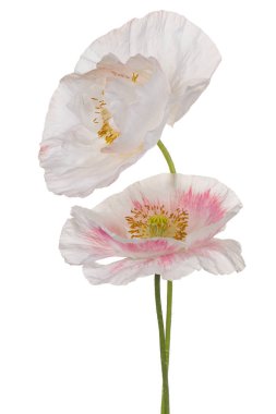 haşhaş çiçeği izole