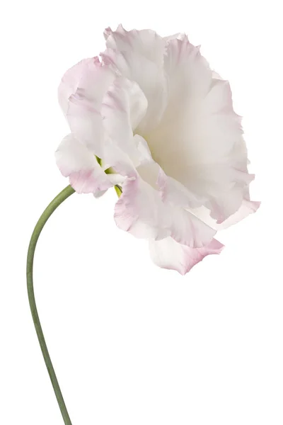 Flor de eustoma isolada — Fotografia de Stock