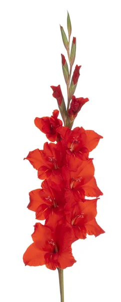 Gladiolus blomst isoleret - Stock-foto