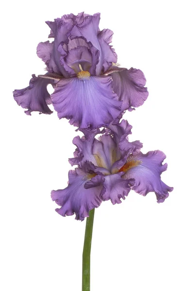 Iris Flor aislada — Foto de Stock