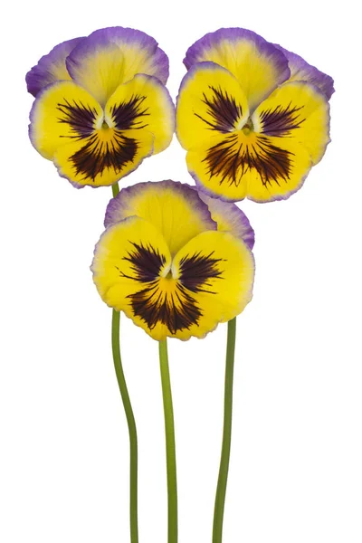 Fiore pansy isolato — Foto Stock