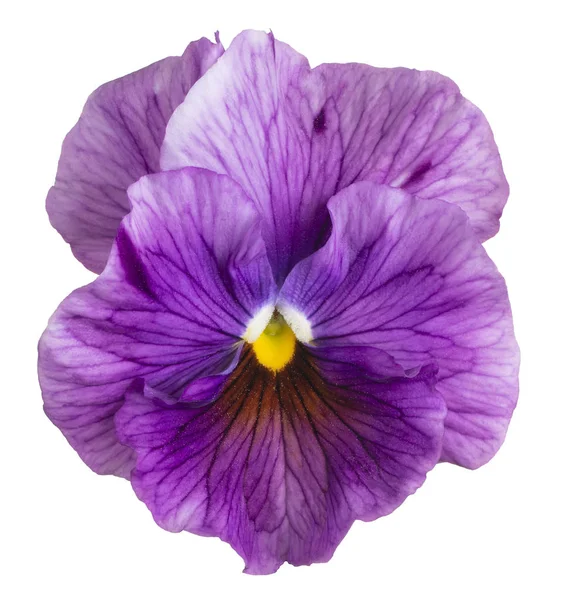 Flor de viola isolada — Fotografia de Stock