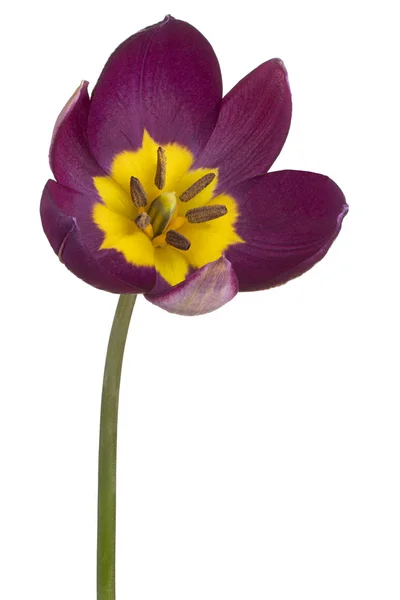 Tulip flower isolated — Stock Photo, Image